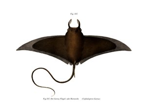 Poisson diable - German School