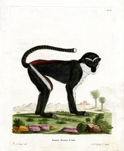 Singe Diane - German School