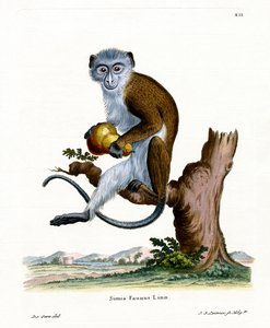 Singe Diane