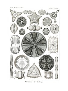 Diatomea, 1899-1904 - German School