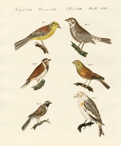 Différentes sortes de bruants - German School