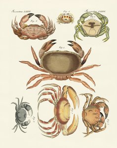 Différents types de crabes