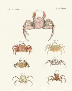 Différents types de crabes - German School
