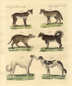 Différentes races de chiens - German School