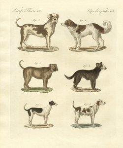 Différentes sortes de chiens - German School