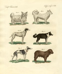 Différentes sortes de chiens