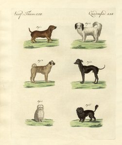 Différentes sortes de chiens