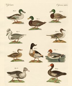 Différents types de canards - German School