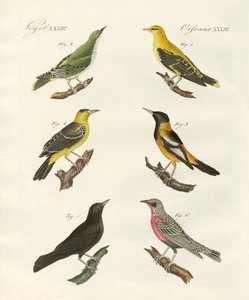 Différentes sortes de loriots dorés