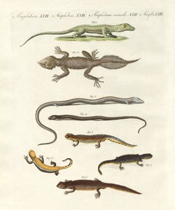 Différentes sortes de lézards