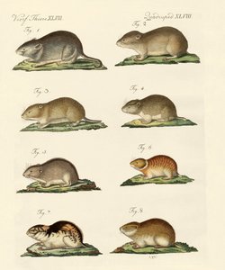 Différents types de souris - German School