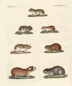 Différents types de souris - German School