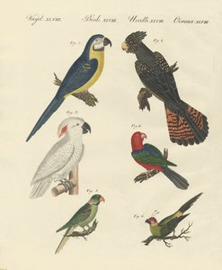 Différentes sortes de perroquets - German School