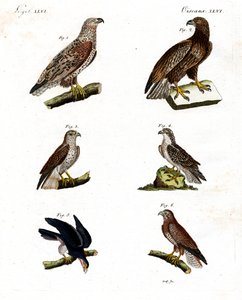 Différents types de rapaces - German School