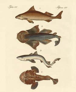 Différents types de requins - German School