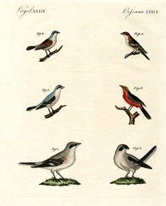 Différentes sortes de pies-grièches - German School