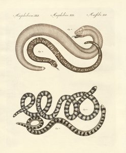 Différentes sortes de serpents