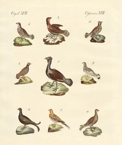 Différentes sortes de râles - German School