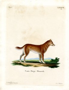 Dingo - German School