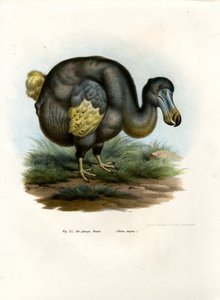 Dodo, 1864 - German School