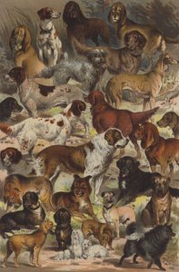 Races de chiens