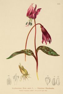 Dent-de-chien (Erythronium Dens canis, Erythronium caninum)
