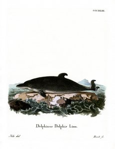 Dauphin - German School