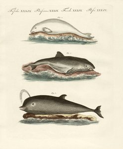Dauphins - German School