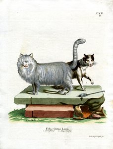 Chat domestique - German School