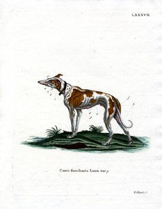 Chien domestique - German School