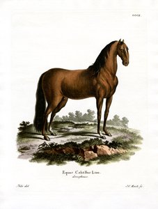 Cheval Domestique - German School