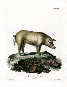 Cochon domestique - German School