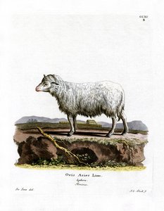 Mouton domestique