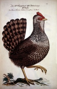 Poule domestique - Traité allemand du XVIIIe siècle