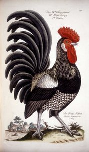 Coq domestique - Traité allemand du 18ème siècle. - German School