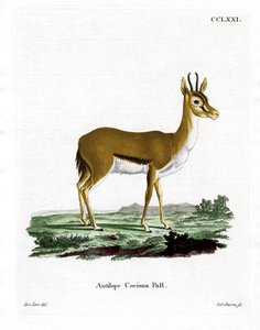 Gazelle Dorcas - German School