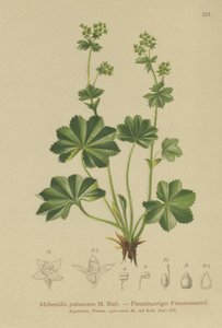 Alchémille pubescente (Alchemilla pubescens)