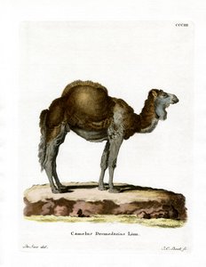 Dromadaire