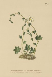 Saxifrage penchée (Saxifraga cernua)