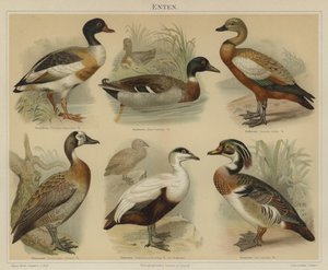 Canards - German School