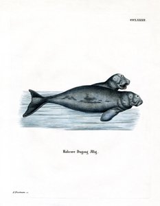 Dugong - German School