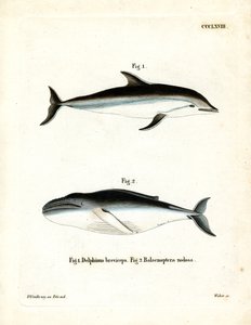 Dauphin obscur