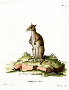 Wallaby sombre - German School