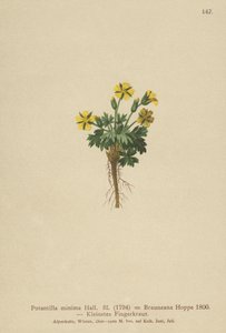 Potentille naine (Potentilla minima)