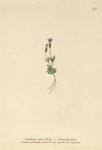 Gentiane naine (Gentiana nana, Gentianella nana) - German School