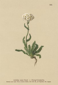 Petite millefeuille