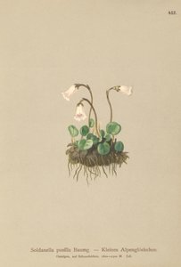 Petite soldanelle (Soldanella pusilla, Soldanella alpicola)