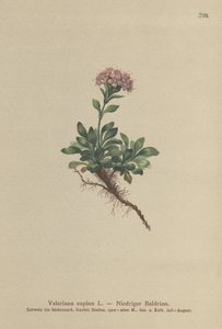 Valériane naine (Valeriana supina) - German School