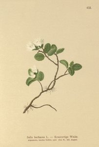 Saule nain (Salix herbacea) - German School