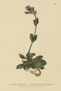 Véronique bleue naine (Veronica bellidioides)